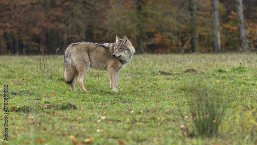 wolf in forest