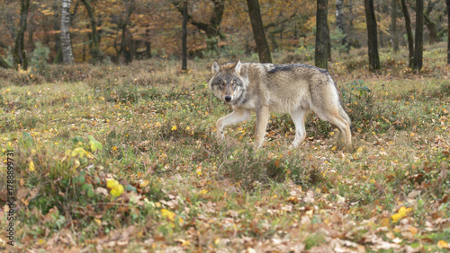 wolf in the woods