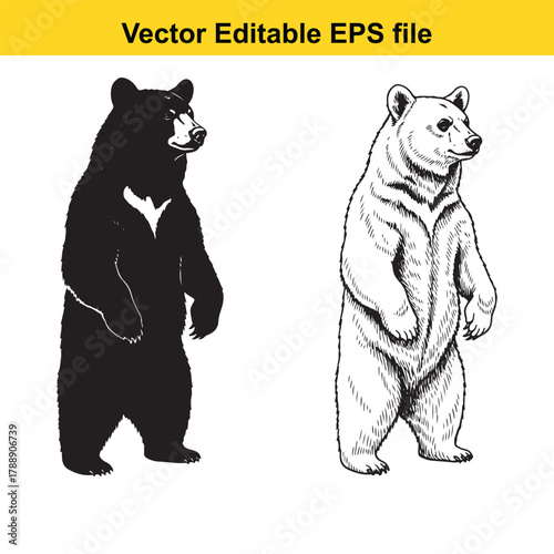 Two bear illustrations, one black silhouette and one detailed sketch, standing side by side