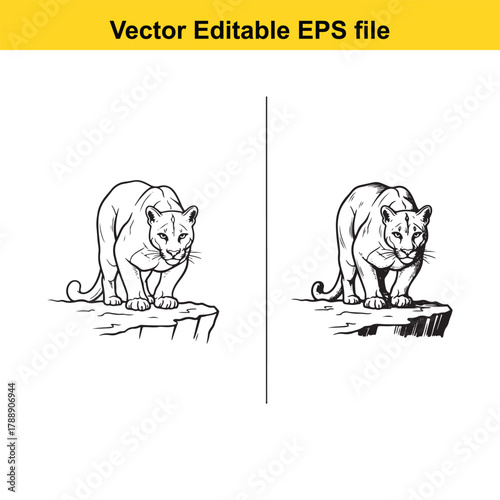 Two cougars on rocky ledges, one facing left, one facing right, vector illustration