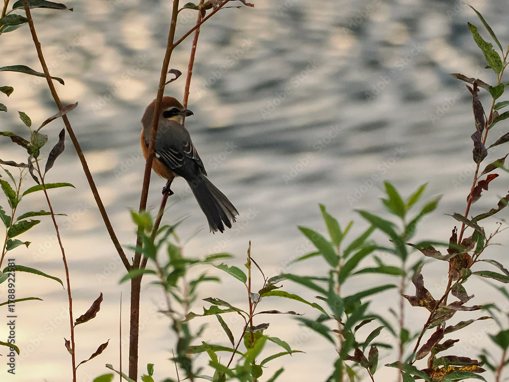 Fototapeta premium モズ