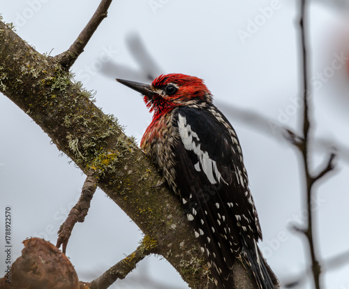 Red-breasted Sapsucker