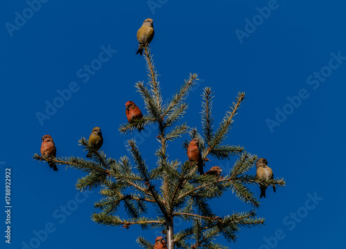Crossbills on a Treetop