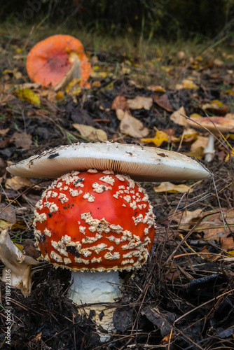 Oregon Amanita