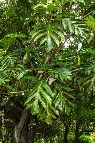 Leaves of Hawaiian Ulu (Artocarpus altilis) Plant