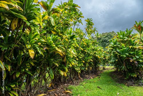 Wallpaper Mural Ti (Cordyline fruticosa) Plants on Big Island, HI Torontodigital.ca