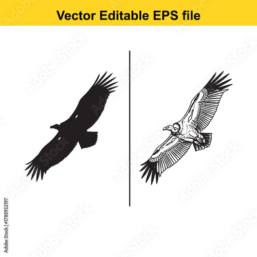 Vulture in flight, one silhouette and one detailed illustration