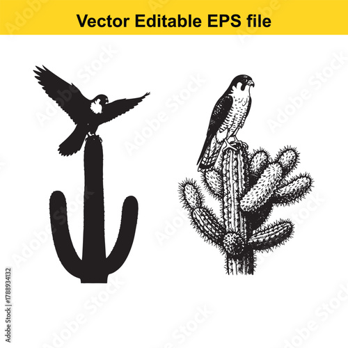 Two falcon birds on a saguaro cactus, one black silhouette and one detailed line drawing