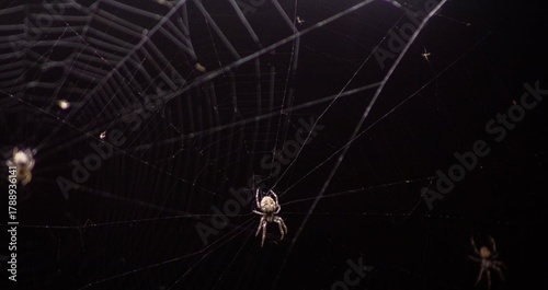 Photography spider on web