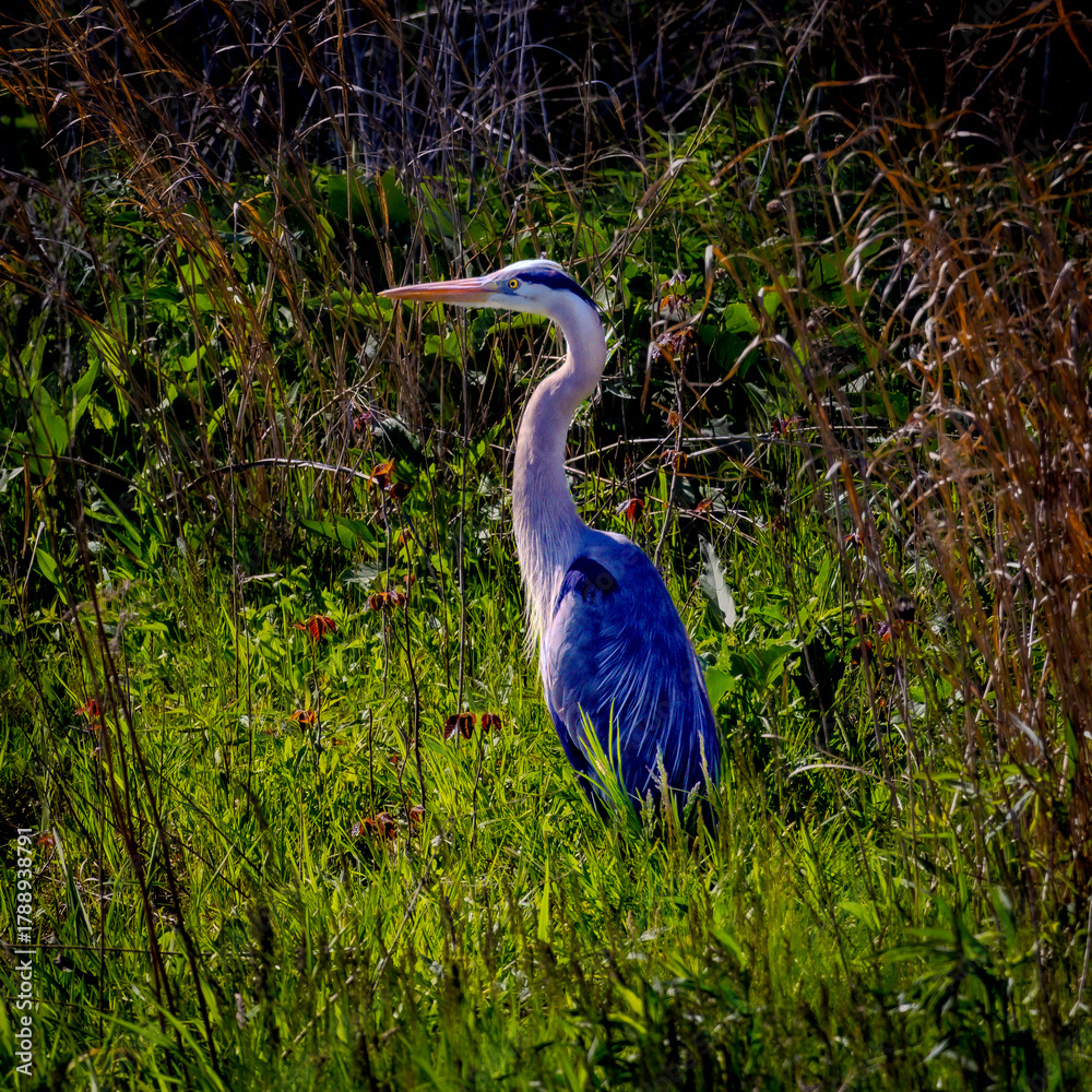 Obraz premium great blue heron