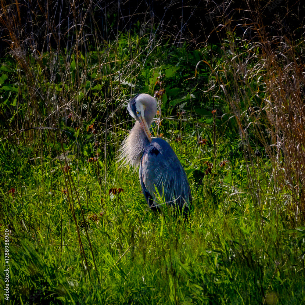 Obraz premium great blue heron