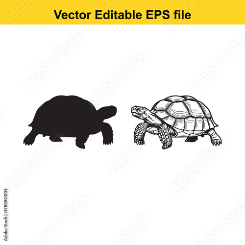 Two turtles, one black silhouette and one detailed drawing