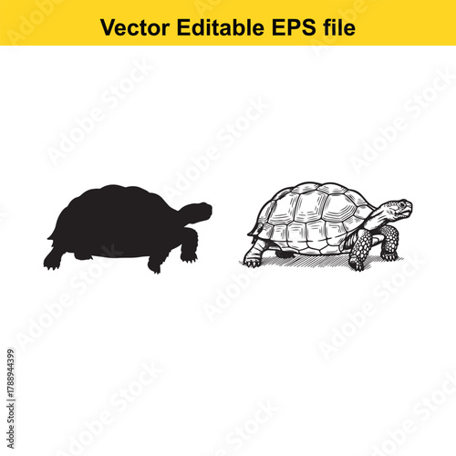 Two turtles, one black silhouette and one detailed drawing