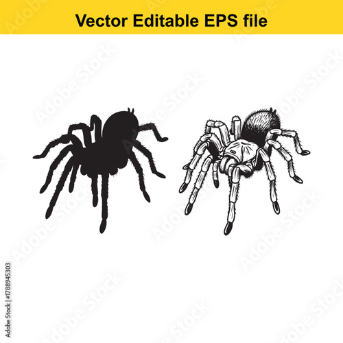 Two spiders, one black silhouette and one detailed illustration