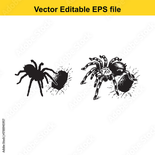 Two tarantula spiders, one in silhouette and one detailed, emerging from holes