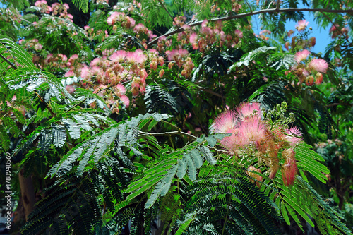 Beautiful pink silk tree with flowers on background with green plants