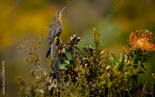 Cape sugarbird 