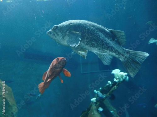 Giant sea bass swimming over a yelloweye rockfish in a large tank at Oregon Coast Aquarium, surrounded by artificial coral and other fish