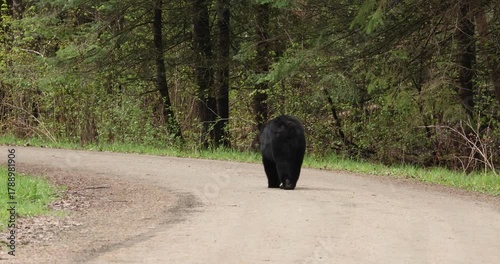 American black bear (Ursus americanus) walking down dirt road, taken in northern Minnesota, turn and look