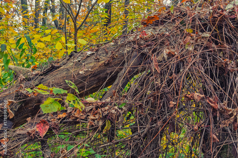 Obraz premium Fallen tree is covered with climbing branches