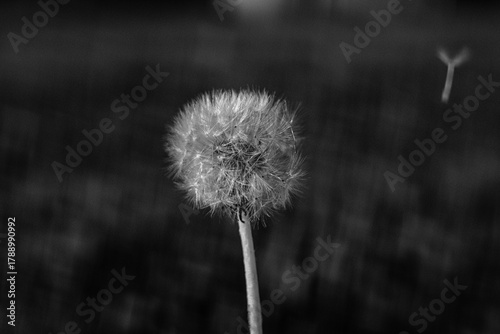 Lonely dandelion and a flying umbrella black/white
