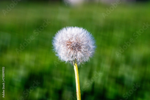 Lonely dandelion on a green background