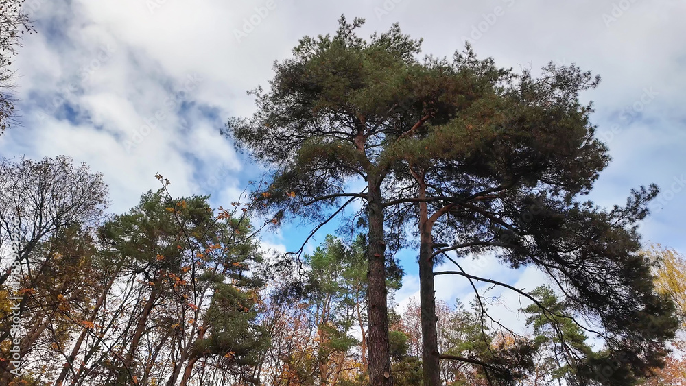 Obraz premium Majestic pine trees under cloudy sky.