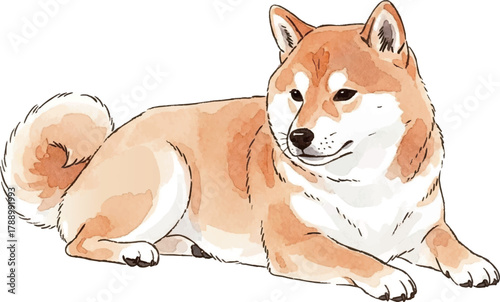 伏せをする柴犬