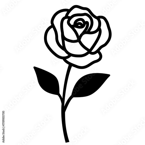 rose on white background