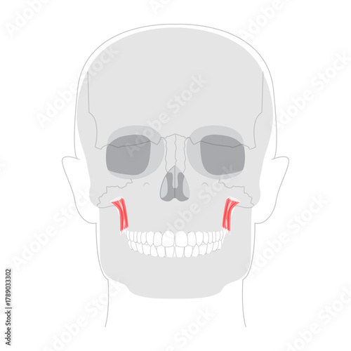 Levator anguli oris - Human facial muscle elevating the corner of the mouth, essential for smiling and facial expression, shown in detailed anatomy chart for medical education and reference.