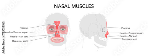 Set of Nasal muscles anatomy diagram, procerus, nasalis transverse part, nasalis alar part, depressor septi labeled, face muscles illustration, medical reference chart, education schematic