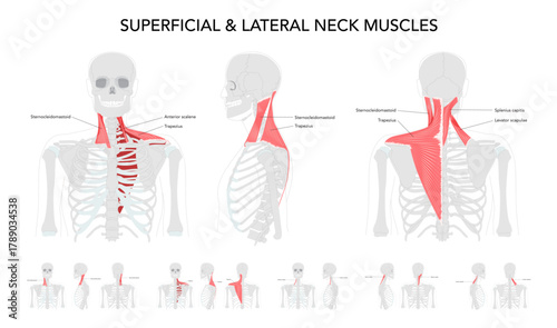 Neck muscle chart, infrahyoid sternohyoid, sternothyroid, thyrohyoid omohyoid, strap muscles, labeled anatomy, cervical plexus innervation, hyoid movement larynx, science reference, physiology