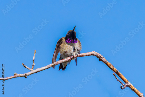 A fluffed up Black-chinned Hummingbird raises his head allowing the sunlight to reveal the deep purple coloring of his vibrant throat feathers otherwise known as a gorget.