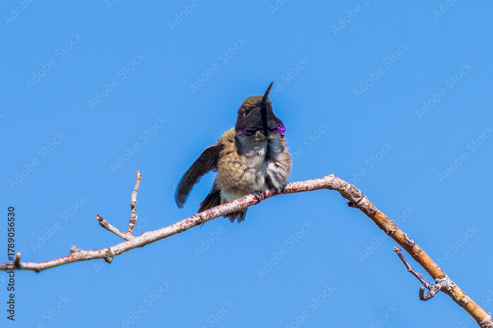 Fototapeta premium A Black-chinned Hummingbird strikes a cute pose as he fluffs out his feathers revealing the subtle colors and pattern of his plumage. Close up view with nice detail.