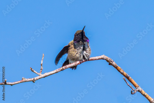A Black-chinned Hummingbird strikes a cute pose as he fluffs out his feathers revealing the subtle colors and pattern of his plumage. Close up view with nice detail.