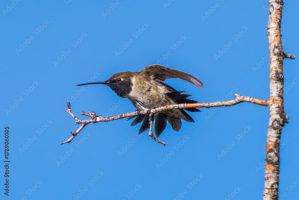 Fototapeta premium A Black-chinned Hummingbird doing a full body stretch, making eye contact with the viewer. Close up view with details.