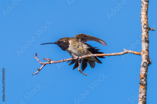 A Black-chinned Hummingbird doing a full body stretch, making eye contact with the viewer. Close up view with details.