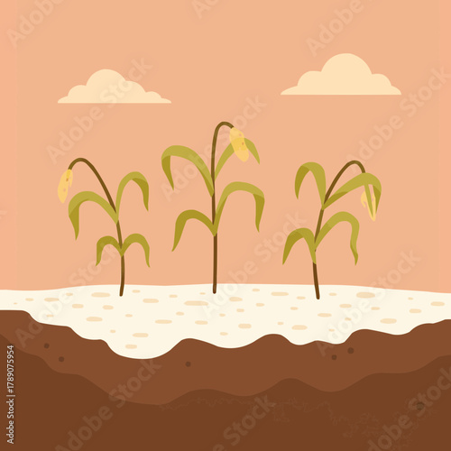 Fotografie Soil Salinity Problem in Agriculture