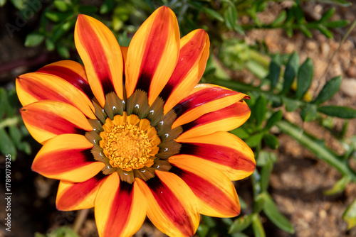 Macro view of a blooming flower with vibrant yellow, red, and black rounded petals using an off-centered subject and bright green ground cover background