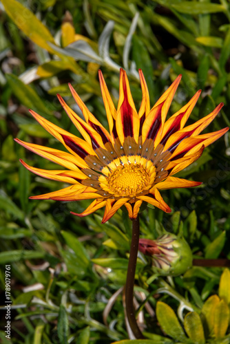 A flower standing tall with vibrant red and yellow petals beginning to wilt.