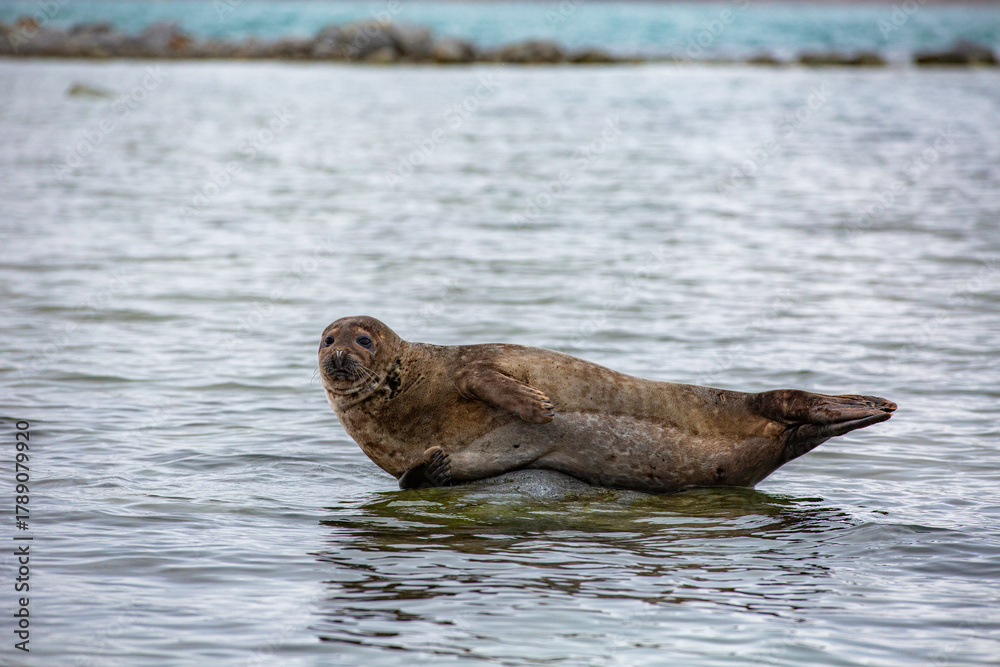 Fototapeta premium Svalbard cruise - Seal is swimming in the ocean
