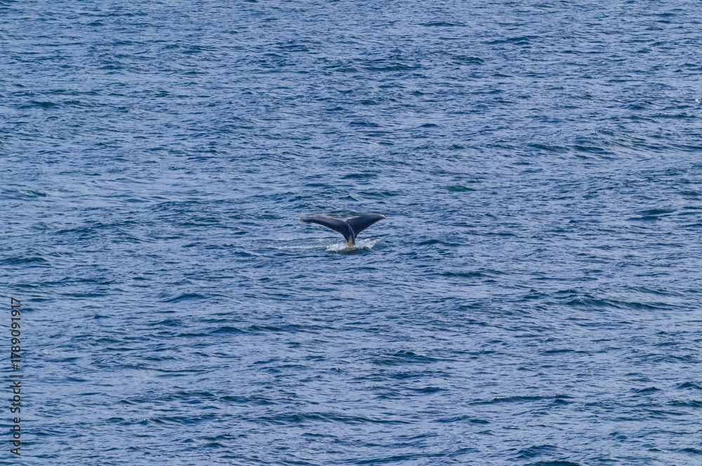 Naklejka premium Humpback Whale Tail Surfaces in Seymour Narrows in the Strait of Georgia, near Vancouver, British Columbia, Canada.