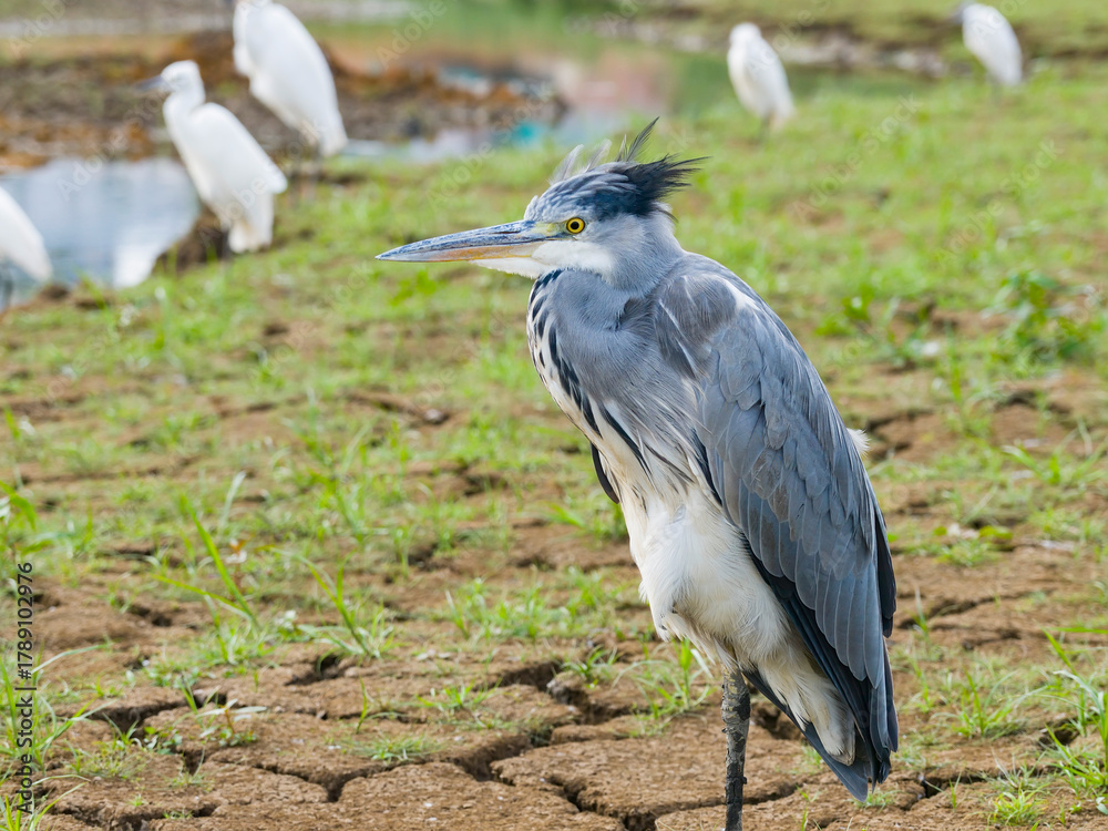 Obraz premium gray heron on lake mud ground land,wildlife in natural habitat