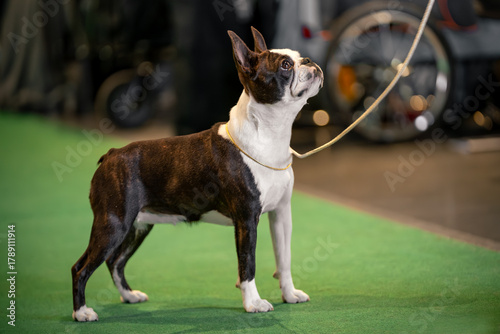 Pies rasy Boston Terier prezentowany na wystawie