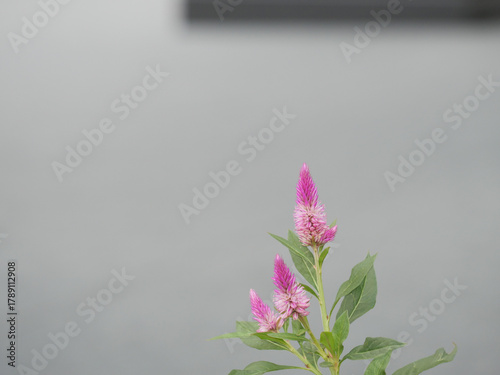 ノゲイトウの花が咲いている