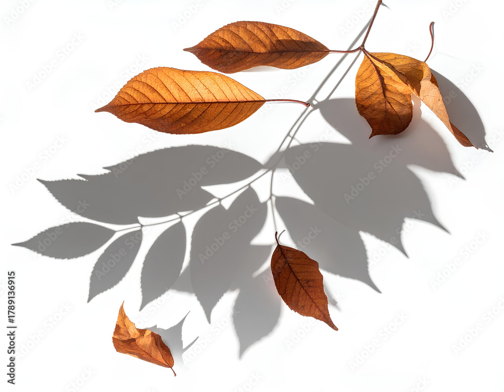 Naklejka premium Realistic fallen leaves casting soft subtle shadows with gentle natural lighting and smooth muted gradients, isolated on a transparent background, PNG 