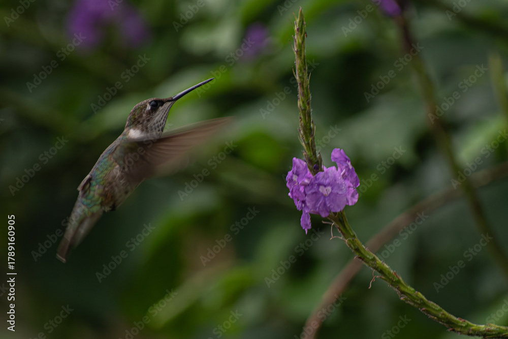 Fototapeta premium Hummingbird Feeding on Purple Flower in Tropical Garden