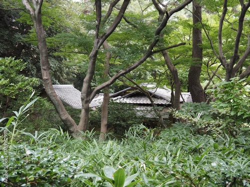 緑の中の日本家屋