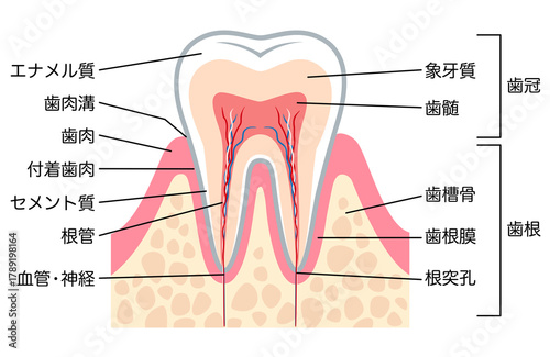 健康な歯の断面図　歯の内部構造