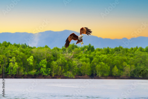 シロガシラトビの採食